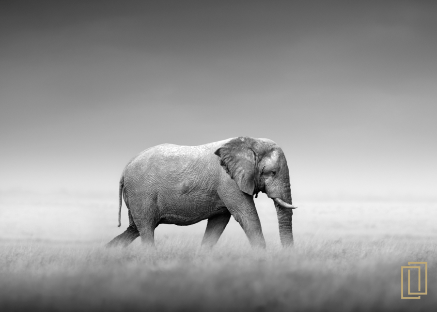 Can We Address The Endangered Elephant In the Room?